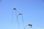 32 FESTIVAL CERVIA 2012 - 027